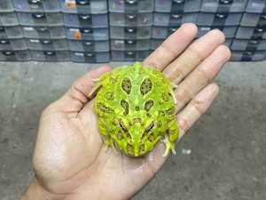 PJ-103 | PACMAN GREEN – REMAJA BETINA | SIZE 8 CM