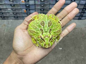 PJ-104 | PACMAN GREEN – REMAJA BETINA | SIZE 8 CM