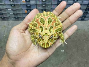 PJ-105 | PACMAN INFERNO – REMAJA BETINA | SIZE 8 CM
