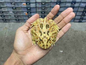 PJ-106 | PACMAN BROWN – REMAJA BETINA | SIZE 8 CM