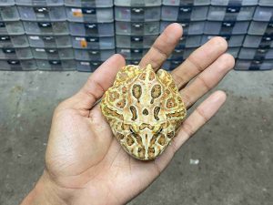 PJ-107 | PACMAN BROWN – REMAJA BETINA | SIZE 8 CM