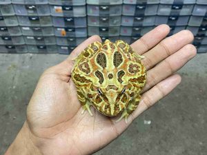 PJ-110 | PACMAN BROWN – REMAJA BETINA | SIZE 8 CM