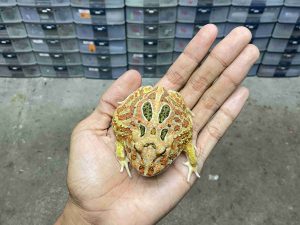 PJ-111 | PACMAN INFERNO – REMAJA BETINA | SIZE 8 CM