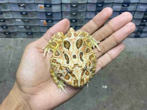 PJ-113 | PACMAN BROWN – REMAJA BETINA | SIZE 8 CM