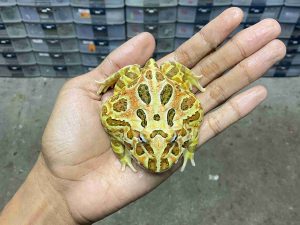 PJ-114 | PACMAN BROWN – REMAJA BETINA | SIZE 8 CM