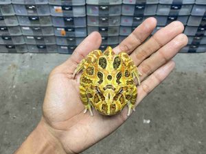 PJ-115 | PACMAN BROWN – REMAJA BETINA | SIZE 8  CM