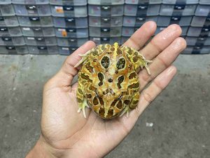 PJ-117 | PACMAN BROWN – REMAJA BETINA | SIZE 8 CM