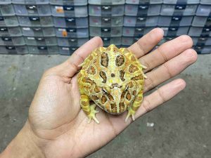 PJ-118 | PACMAN BROWN – REMAJA BETINA | SIZE 8 CM