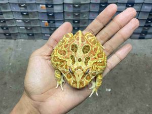 PJ-121 | PACMAN BROWN – REMAJA BETINA | SIZE 8 CM