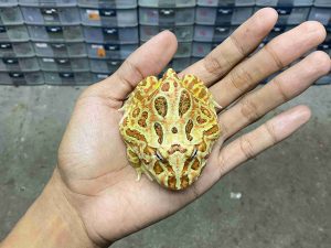 PJ-122 | PACMAN BROWN – REMAJA BETINA | SIZE 8 CM