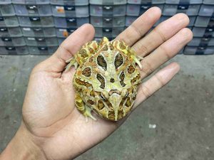 PJ-123 | PACMAN BROWN – REMAJA BETINA | SIZE 8 CM