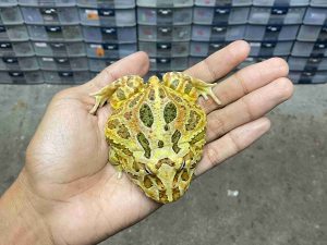 PJ-124 | PACMAN INFERNO – REMAJA BETINA | SIZE 8 CM