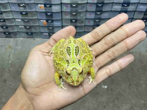 PJ-125 | PACMAN CAMOUFLAGE – REMAJA BETINA | SIZE 7 CM