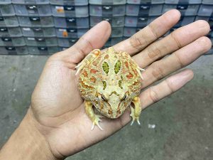 PJ-126 | PACMAN INFERNO – REMAJA POSSIBLE MALE | SIZE 7 CM