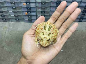 PJ-127 | PACMAN INFERNO – REMAJA POSSIBLE JANTAN | SIZE 7 CM