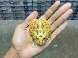 PJ-128 | PACMAN INFERNO – REMAJA BETINA | SIZE 7 CM