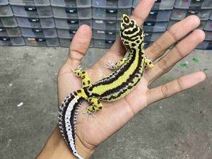 F-310 | BOLD STRIPE BANDIT HET. TREMPER - BETINA