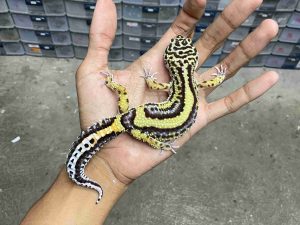 F-312 | BOLD STRIPE AFGHAN BLOOD LINE HET. TREMPER - BETINA