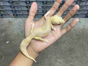 F-314 | ALBINO MACK SNOW BELL BLACK NIGHT HET. BLIZZARD - BETINA