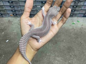 F-315 | SUPER SNOW ECLIPSE MURPHY BLACK NIGHT POSSIBLE HET. TREMPER - BETINA
