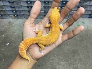 F-316 | ALBINO SUNGLOW RAPTOR - BETINA