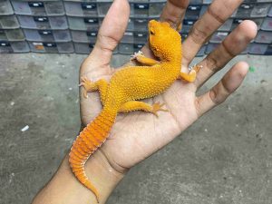 F-317 | SHTCTB TOMATO CARROT TAIL HET. TREMPER - BETINA