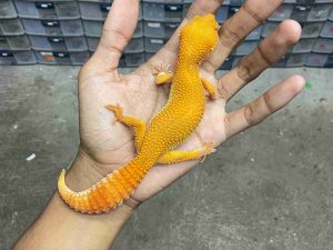 F-318 | ALBINO SUNGLOW TOMATO FULL CARROT TAIL - BETINA
