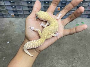 F-322 | ALBINO MACK SNOW RAPTOR BLACK NIGHT HET. DIABLO BLANCO - BETINA