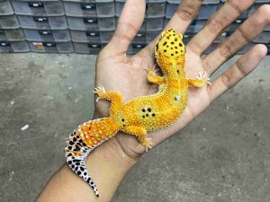 F-323 | HYPO EMERINE POSSIBLE HET. TREMPER - BETINA