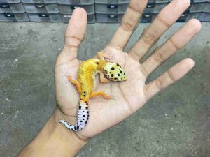 B-476 | JUNGLE TANGERINE POSSIBLE HET. TREMPER - INCUB. JANTAN
