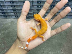 B-477 | ALBINO SUNGLOW HET. ECLIPSE - INCUB. BETINA