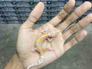 B-479 | ALBINO RADAR LAVENDER - INCUB. BETINA