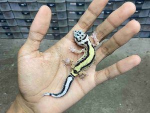 B-480 | BOLD STRIPE POSSIBLE HET. TREMPER - INCUB. JANTAN