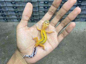B-481 | TANGERINE REVERSE POSSIBLE HET. TREMPER - INCUB. JANTAN