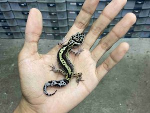 B-482 | MACK SNOW BLACK NIGHT BOLD STRIPE HET. TREMPER - INCUB. BETINA