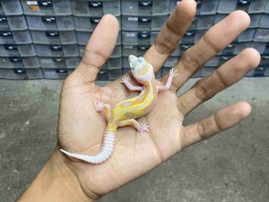 B-483 | ALBINO WHITE & YELLOW TREMPER JUNGLE - INCUB. JANTAN