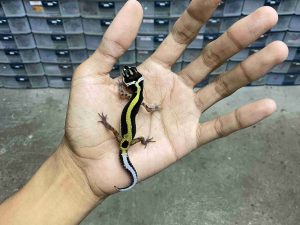 B-484 | BOLD STRIPE MOTIF TEBAL POSSIBLE HET. TREMPER - INCUB. BETINA