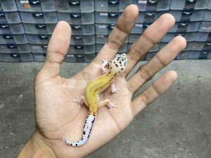 B-485 | ECLIPSE PATTY STRIPE HET. TREMPER - INCUB. JANTAN