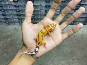 B-486 | ALBINO TREMPER JUNGLE - INCUB. JANTAN