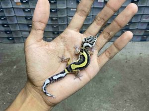 B-488 | BOLD STRIPE POSSIBLE HET. TREMPER - INCUB. JANTAN