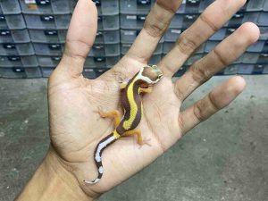 B-489 | ALBINO TREMPER BOLD STRIPE - INCUB. JANTAN