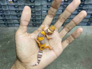 B-490 | ALBINO FIRE TREMPER HET. ECLIPSE - INCUB. BETINA