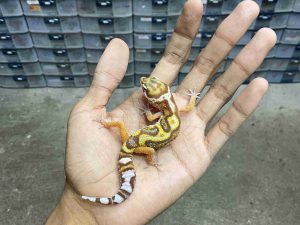 B-492 | ALBINO TREMPER JUNGLE - INCUB. BETINA
