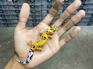 B-493 | HYPO TANGERINE JUNGLE POSSIBLE HET. TREMPER - INCUB. JANTAN
