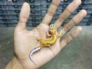 B-494 | EMERINE RED STRIPE POSSIBLE HET. TREMPER - INCUB. JANTAN