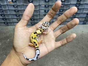 B-491 | BOLD JUNGLE POSSIBLE HET. TREMPER - INCUB. BETINA