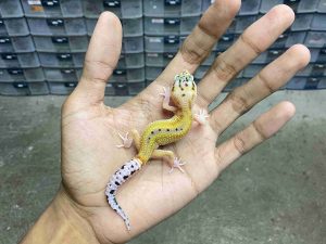 B-495 | ECLIPSE REVERSE STRIPE POSSIBLE HET. TREMPER - INCUB. JANTAN