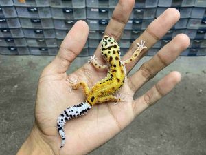 B-496 | EMERINE RED STRIPE POSSIBLE HET. TREMPER - INCUB. JANTAN