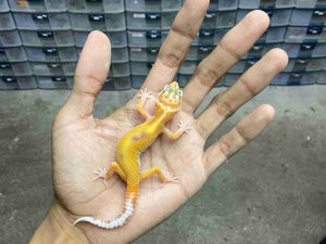 B-497 | TREMPER EMERINE RED STRIPE - INCUB. JANTAN
