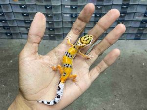 B-498 | HYPO TANGERINE POSSIBLE HET. TREMPER - INCUB. BETINA